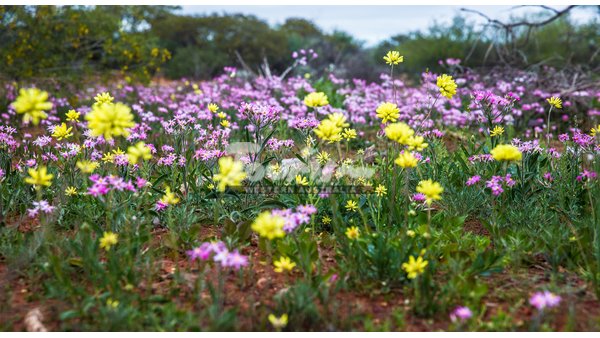 Wave Rock & Aboriginal Culture