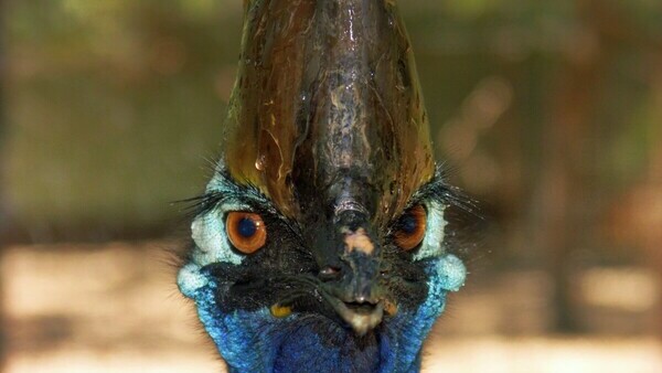 Tour in Cairns: Hartley’s Crocodile Adventures