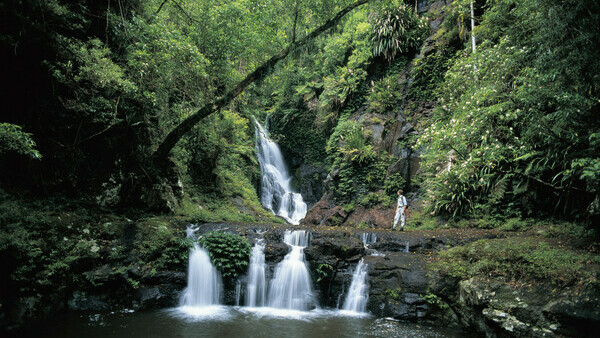 Brisbane Tour with an English-speaking Guide: The Ancient Rainforest of Mount Tamborine