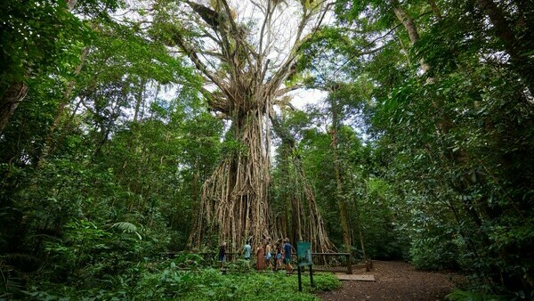 Tour in Cairns: The Atherton Tablelands and Its Natural Wonders