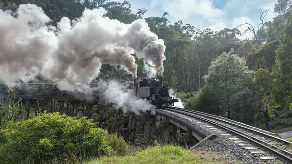 The flora and fauna of Blue Dandenong from $189.00 per person