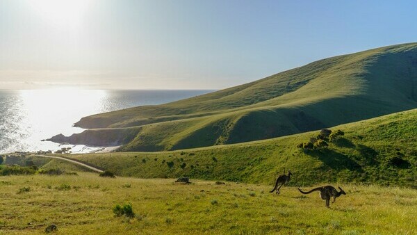 Bruny Island - an award-winning Wilderness Cruise
from $195.00 per person