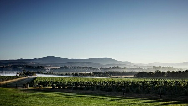 Yarra Valley wine tour