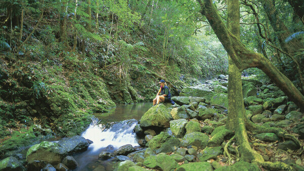 Gold Coast Tour with a English Guide: The Ancient Rainforest of Mount Tamborine