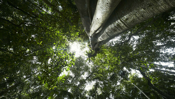 Brisbane Tour with an English-speaking Guide: The Ancient Landscapes and Rainforest of Springbrook National Park