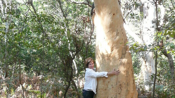 Eucalyptus tree in Kurnell Park