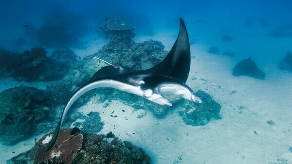 Day Tour to Lady Elliot Island ex Gold Coast