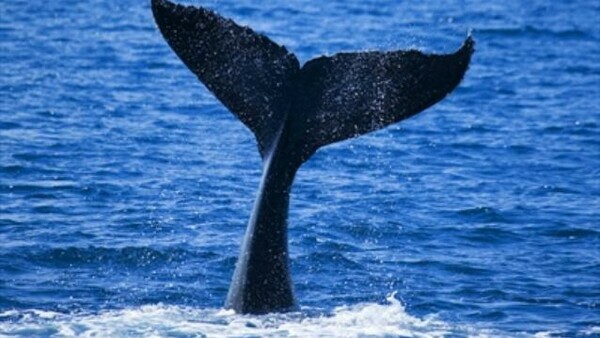 Whale watching in Sydney harbour
